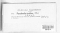Pseudovalsa profusa image